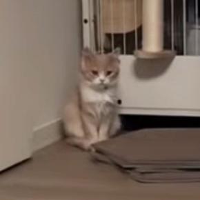 家にきて2日目、まだ納得していない様子だった子猫…4日目に見せた『まさかの光景』が206万再生「声出たｗｗ」「1年後とかかと思ったｗ」