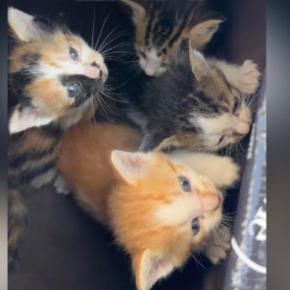 母猫に案内され、草むらに行くと『4匹の子猫』を発見…保護した結果→感動のエピソードと『現在の様子』に「涙が出た」「ドラマみたいな物語」