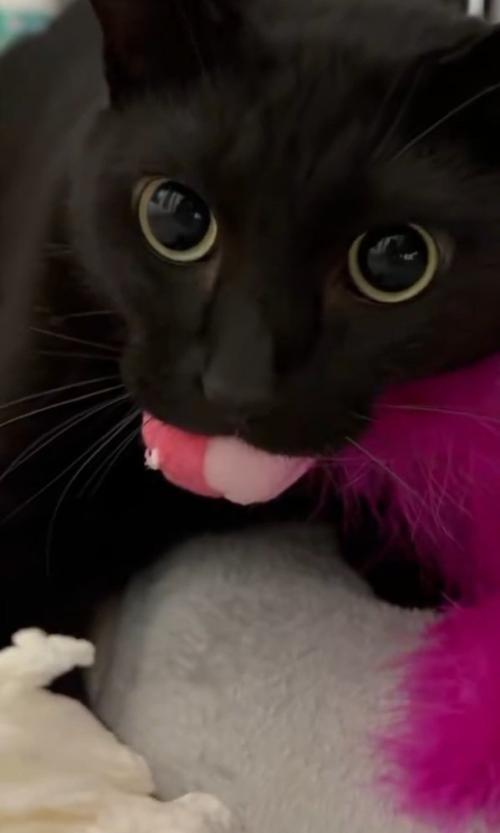 見つめる猫
