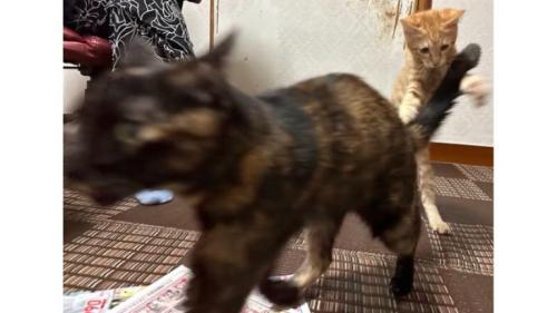 猫と遊ぶ子猫