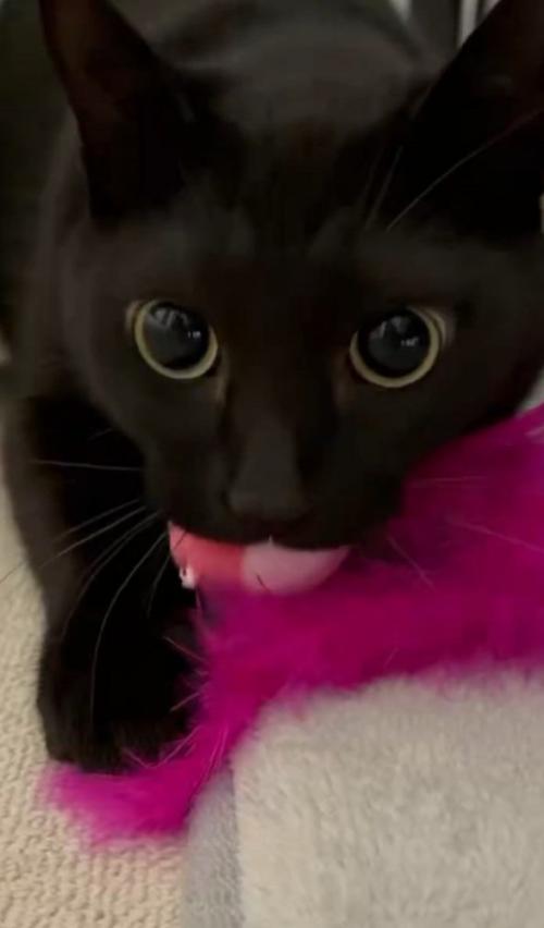 %猫じゃらしを噛む猫%大好きな猫じゃらしをガブッ