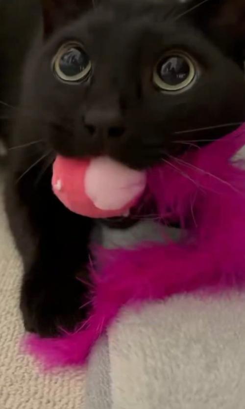 上目遣いの猫