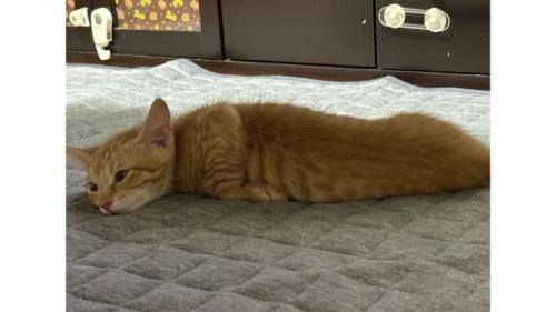 寝ている子猫
