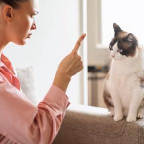 猫に恐怖心を抱かせる『危険な叱り方』3選　絶対にしてはいけない理由や正しい伝え方も