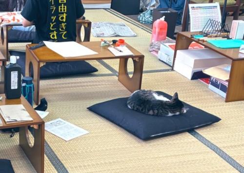 お昼寝する猫