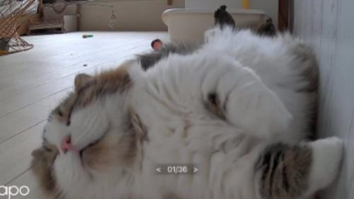 猫と見守りカメラ