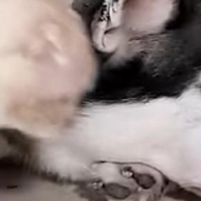大好きなハスキー犬のもとへ向かった猫…とんでもなく尊い『まさかの行動』が78万再生「キュンキュンする」「ずっと見ていたい」