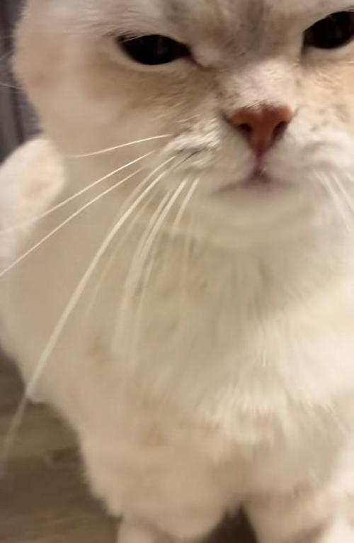 飼い主さんに突進するミヌエット