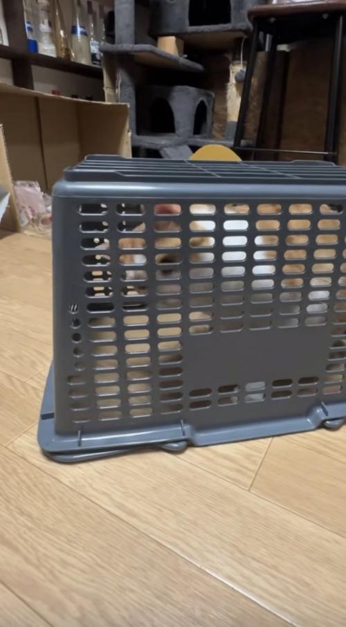 罠の中にいる猫の写真2