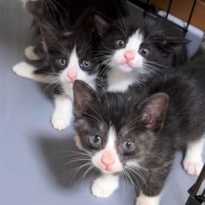 家に来たばかりの『5匹の保護子猫』→キッチンペーパーが動いた次の瞬間…まさかの光景が132万再生「つい笑っちゃった」「破壊力がすごい」