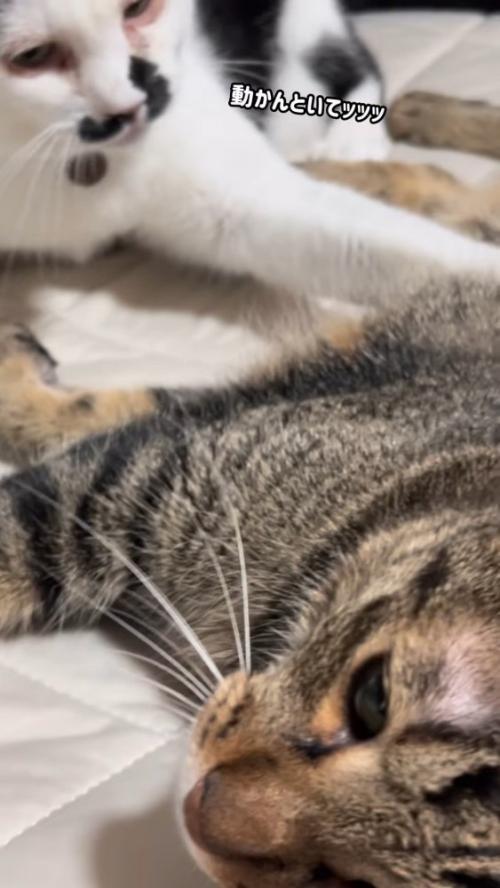 キジトラ猫に前足を乗せる猫
