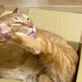 段ボール箱が大好きな猫→涼しそうな『新しいベッド』を用意してみると…翌日の『笑ってしまう展開』に反響「ミッチミッチが好きなんだw」