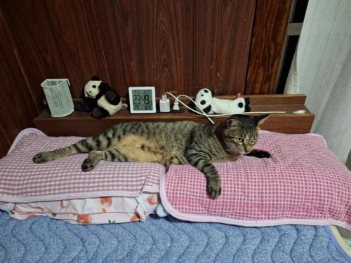 枕に乗る猫