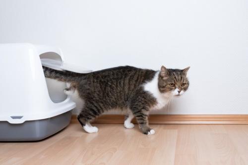 トイレから出てくる猫