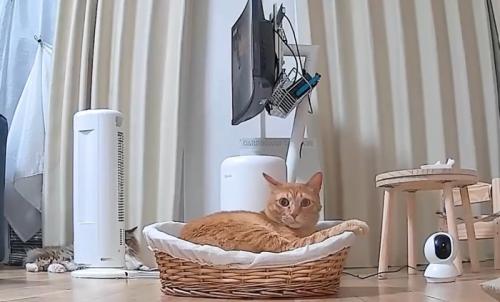 新しいベッドで眠る猫