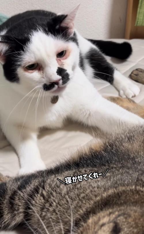キジトラ猫を見ている猫