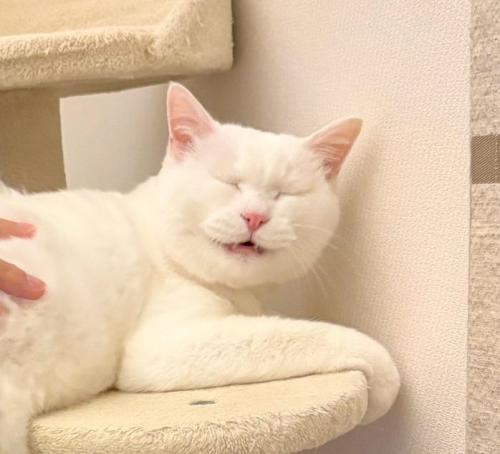 おしりを向ける猫