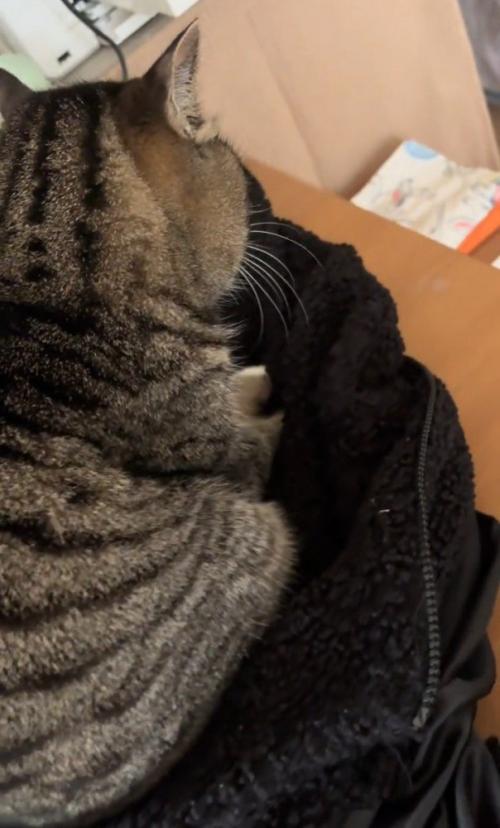 座っている猫の前足