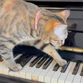 ピアノの鍵盤に乗った猫、ゆっくり歩き始めると…まるで演奏しているかのような光景に3万いいね「恐ろしいことが始まりそう」「プロの演奏家」