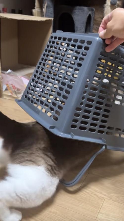 罠に入る猫の写真2