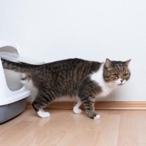 猫の『トイレ』を置いてはいけない場所5選 見直しが必要な理由や快適な設置場所の条件まで
