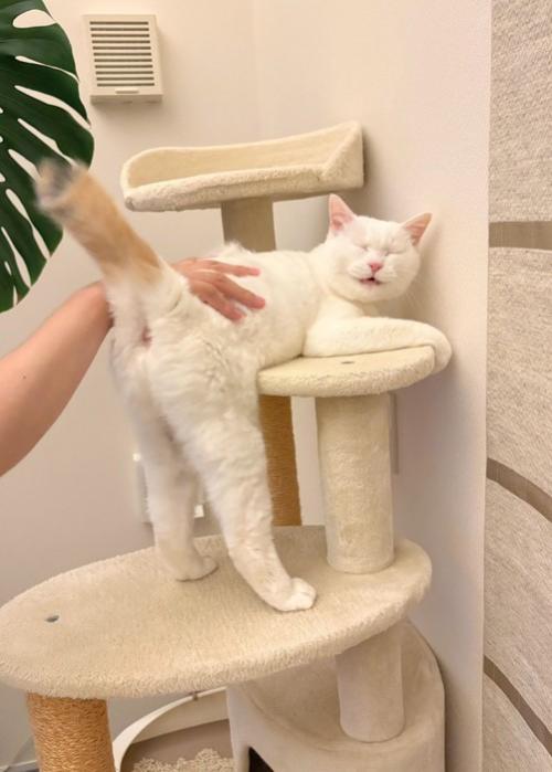 おしりを向ける猫