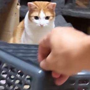 猫の前に買い物かごを用意→少し持ち上げたまま待っていると…『可愛すぎる光景』が31万再生「警戒心ゼロw」「ちょろいw」と笑う人が続出