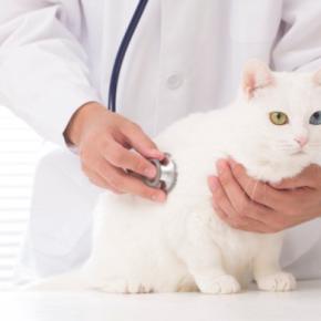 猫が『腹痛』を訴えているサイン3選 見逃せない仕草や取るべき対処法