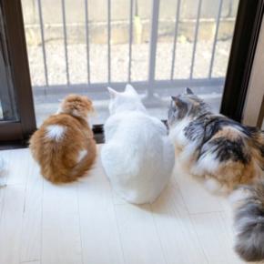 猫を『ベランダ』に出すのは避けたほうがいい理由4つ 考えられるリスクや出たがるときの対処法