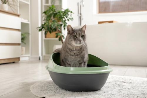 トイレに入っている猫