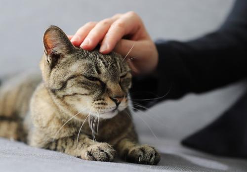撫でられる猫