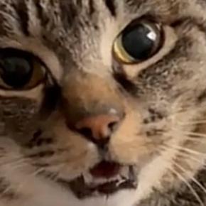 椅子の上でくつろぐ猫に『おはよう』と声をかけてみると…完璧な『お返事』が31万再生「可愛すぎて涙が出てきた」「言ってるね」