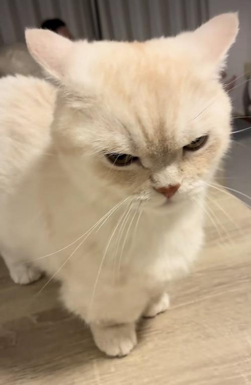 飼い主さんに怒るミヌエット