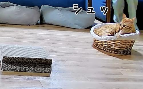 ラタンベッドに入る猫