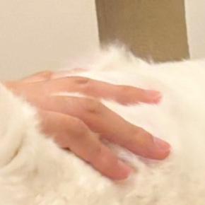 撫でてほしくて飼い主におしりを向けていた猫→『表情』を見ると…可愛すぎる光景に2万いいね「最高にいい顔してる」「たまんないw」