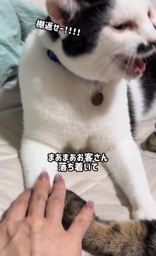 前足を人に触られる猫