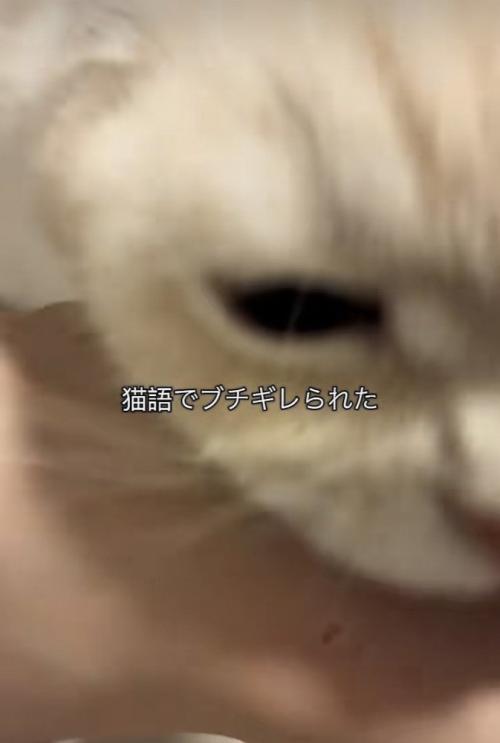 飼い主さんの腕を噛むミヌエット