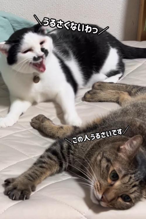 カメラの方を見るキジトラ猫