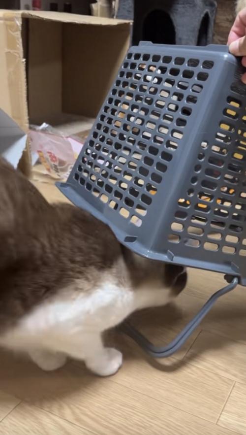 罠に入る猫の写真1
