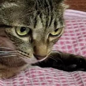 いつも猫に枕を取られるので『2つ用意』した結果…『予想外の光景』に「猫様って感じw」「素晴らしい使い方」と笑顔になる人が続出