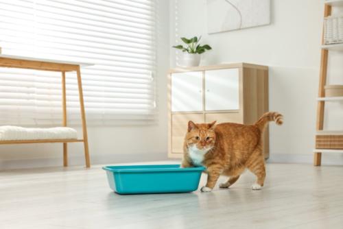 トイレに入ろうとしている猫