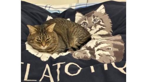 室内にいる猫