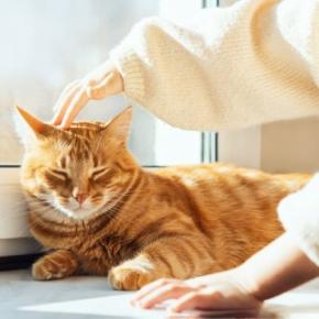 猫が『身代わり』になって飼い主を救ったエピソード4選 偶然とは思えない不思議な逸話とは