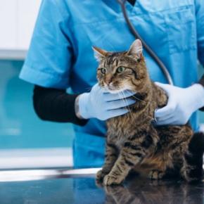 猫が同じ動作を何度もする『常同行動』とは? ストレスとの関係性から適切な対処法まで