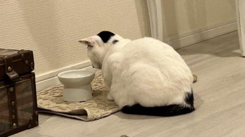 じっとフードボウルを見つめる猫の背中のアップ