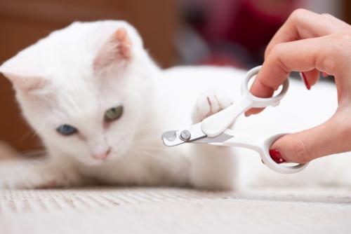 爪切りに前足を乗せる猫