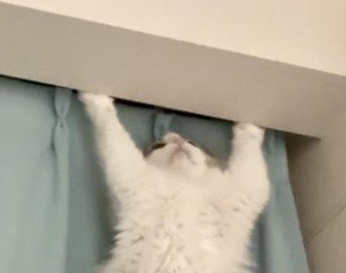 天井に向かって前足を伸ばす猫