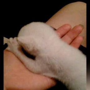 ビルと壁の間に取り残されていた『赤ちゃん猫』…保護から18年後の『現在の様子』に感動の声「なんて素敵な話」「ラッキーな猫ちゃん」