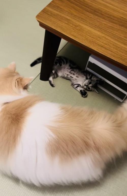 お腹を見せて転がる子猫と子猫を見つめるノルウェージャンフォレストキャット