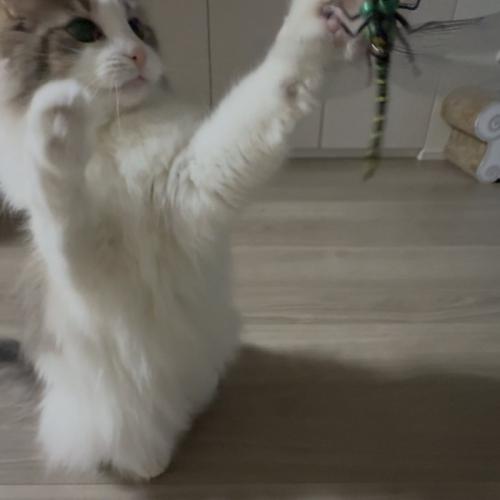 猫じゃらしを前足で叩く猫